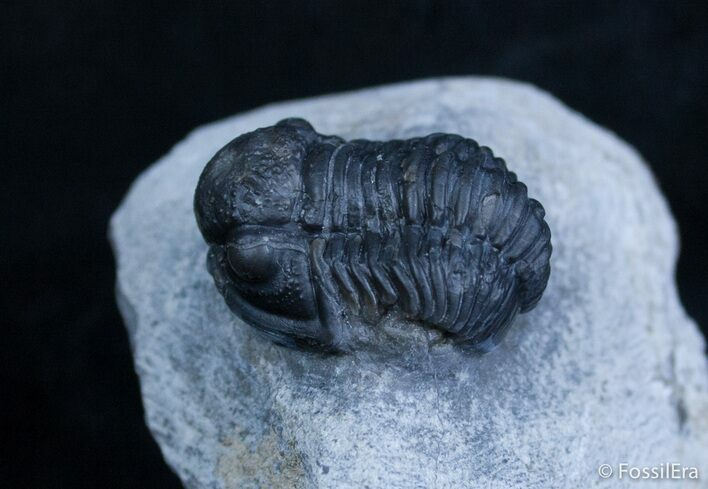 Inch Gerastos Trilobite From Morocco #2074